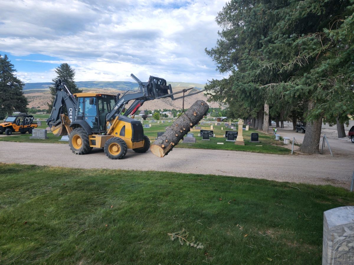 Tree Clean Up