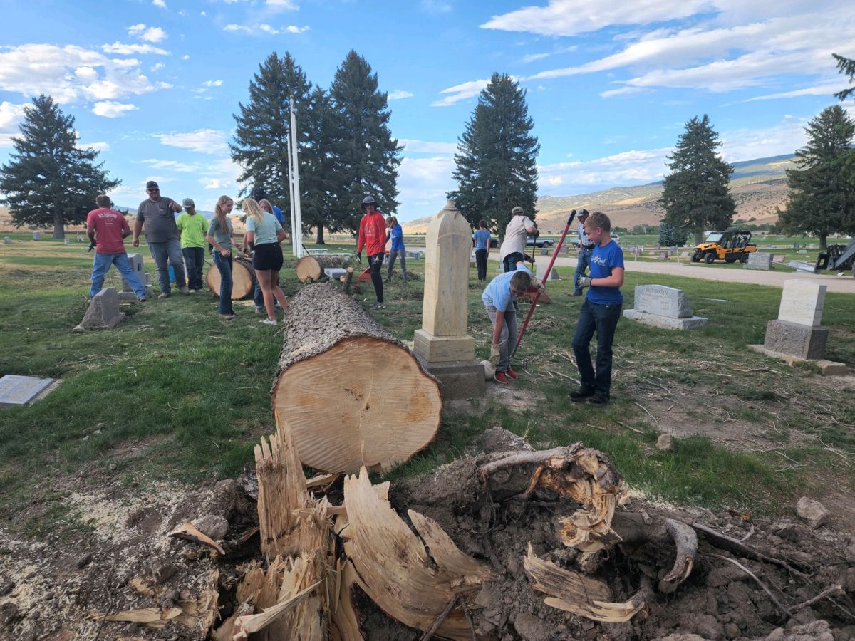 Tree Clean Up